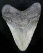 Bargain Juvenile Megalodon Tooth - South Carolina #28004-1